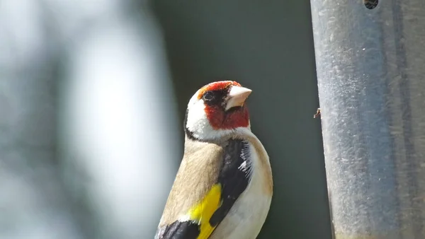 Goldfinches feeding from a bird table of mixed seeds