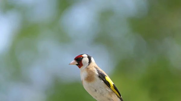 Goldfinches feeding from a bird table of mixed seeds