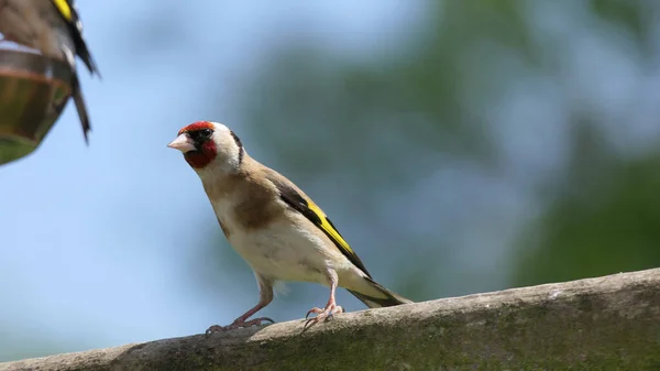 Goldfinches feeding from a bird table of mixed seeds