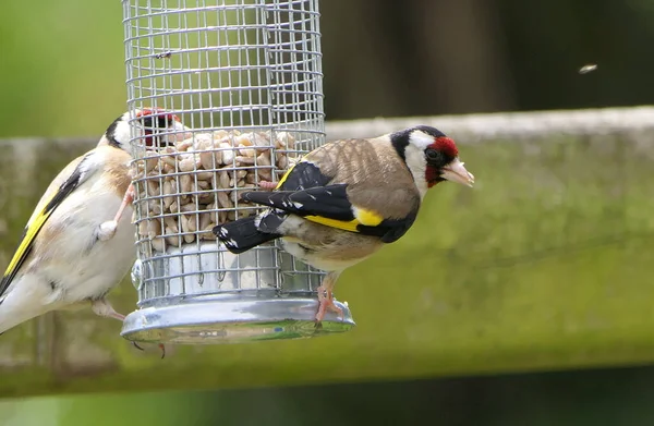 Goldfinches Alimentando Uma Mesa Pássaro Sementes Misturadas — Fotografia de Stock