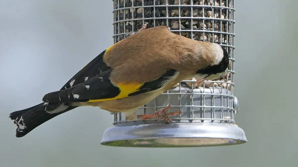 Goldfinches Alimentando Uma Mesa Pássaro Sementes Misturadas — Fotografia de Stock