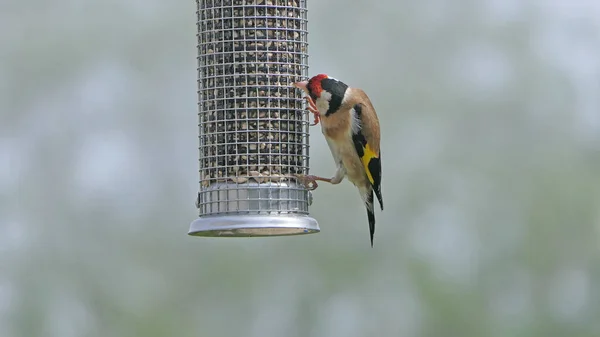 Chardonnerets Nourrissant Partir Une Table Oiseaux Graines Mélangées — Photo