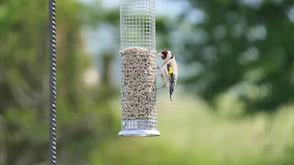 Goldfinches Alimentando Uma Mesa Pássaro Sementes Misturadas — Fotografia de Stock