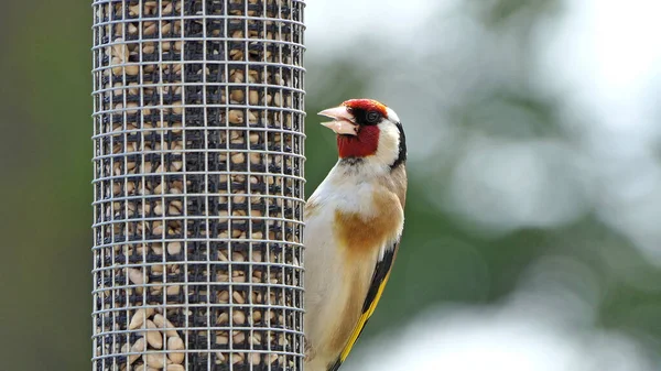 Goldfinches feeding from a bird table of mixed seeds