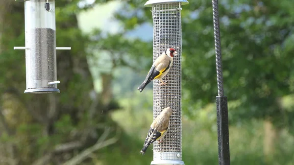 Chardonnerets Nourrissant Partir Une Table Oiseaux Graines Mélangées — Photo