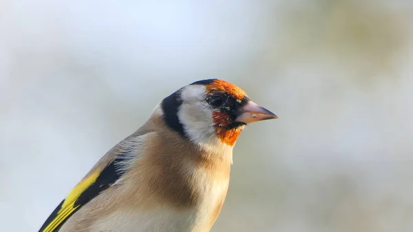 Goldfinches Krmení Ptačí Tabulky Smíšených Semen — Stock fotografie