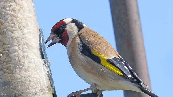 Goldfinches feeding from a bird table of mixed seeds