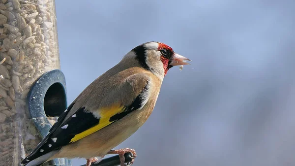 Goldfinches feeding from a bird table of mixed seeds