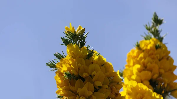 爱尔兰黄叶盛开的Gorse Whin — 图库照片