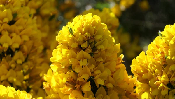 Gorse Whin Plném Květu Žlutým Listem Irsku — Stock fotografie