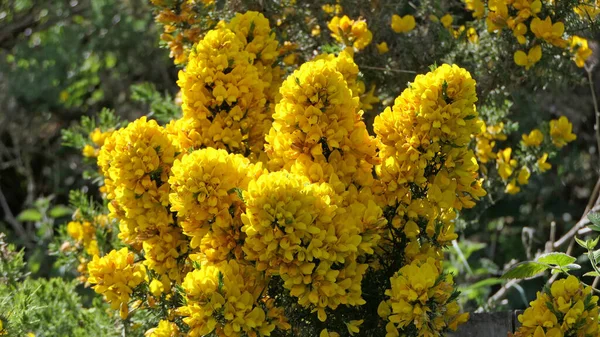 Gorse Whin Plném Květu Žlutým Listem Irsku — Stock fotografie