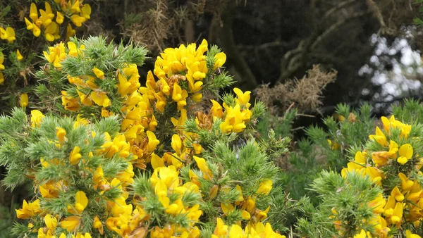 Gorse Whin Plena Floración Con Hoja Amarilla Irlanda — Foto de Stock