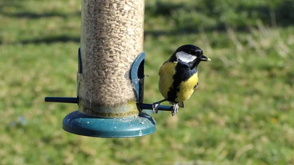 Great Tit feeding from a bird table in the UK