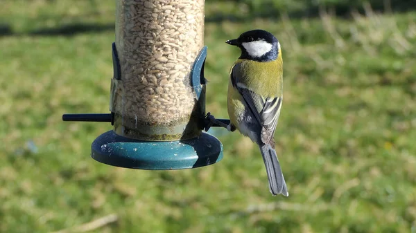 Great Tit Feeding Bird Table — Photo