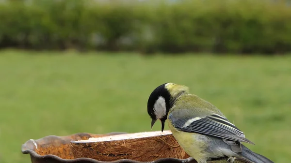 Great Tit Feeding Bird Table — Stok fotoğraf