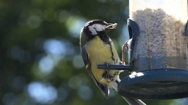 Great Tit feeding from a bird table in the UK