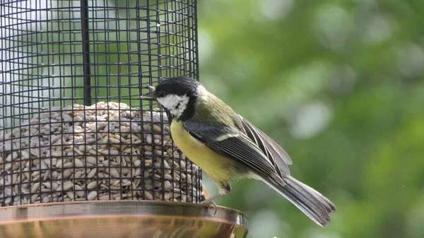 Great Tit Feeding Bird Table — Stok fotoğraf