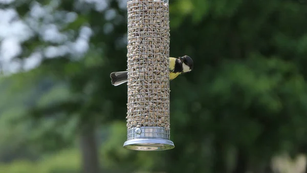 Great Tit Feeding Bird Table — Foto de Stock