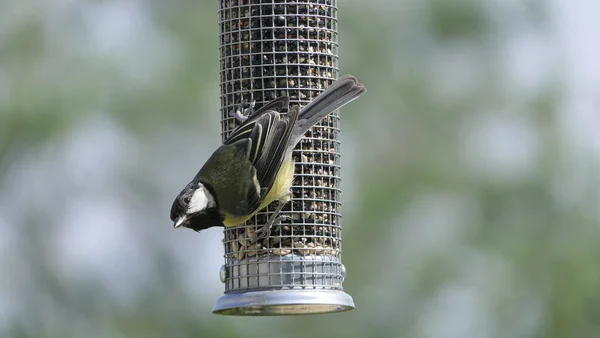 Great Tit Feeding Bird Table — Fotografia de Stock