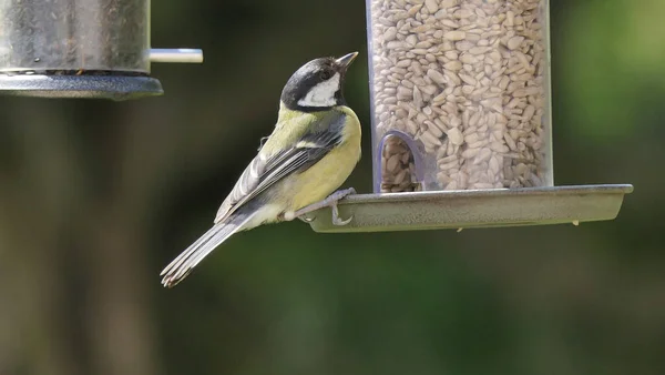 Great Tit feeding from a bird table in the UK