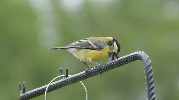 Great Tit Feeding Bird Table — Fotografia de Stock