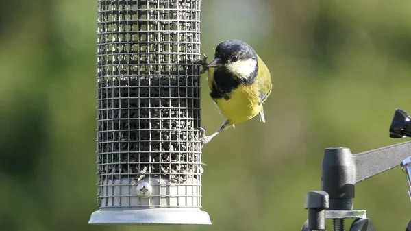Great Tit feeding from a bird table in the UK