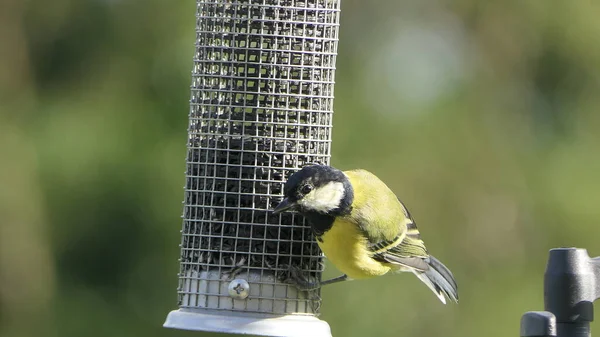 Great Tit Feeding Bird Table — Photo