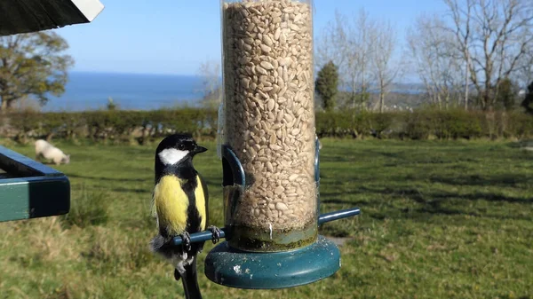 Great Tit Feeding Bird Table — Photo