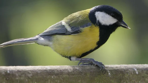 Great Tit Sitting Fence — 스톡 사진