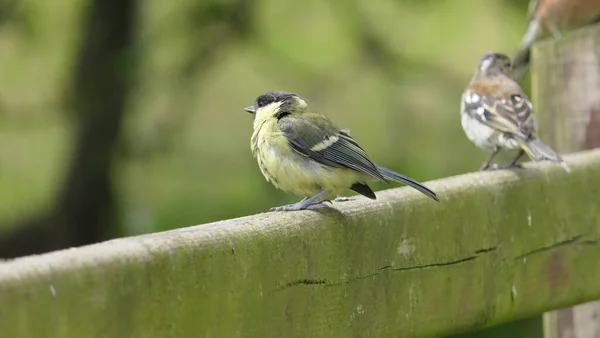 Great Tit Sitting Fence — Photo