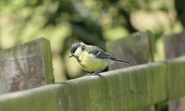 Great Tit Sitting Fence — Foto Stock