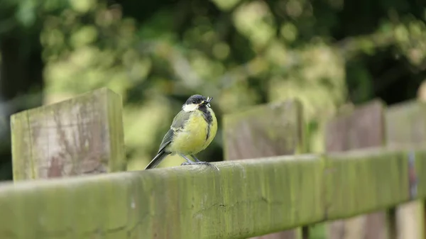 Kohlmeise Sitzt Mit Fliegen Schnabel Auf Einem Zaun — Stockfoto
