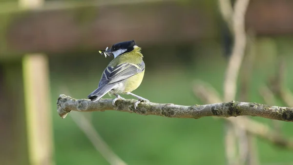 Kohlmeise Sitzt Mit Fliegen Schnabel Einer Hecke — Stockfoto