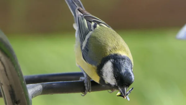 Great Tit Sitting Hedge Flys Its Beak — Fotografia de Stock
