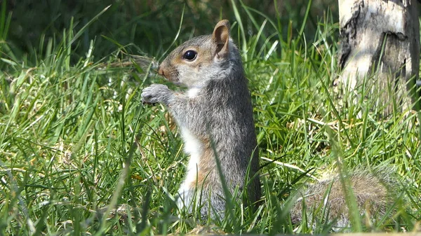 Écureuil Gris Recherche Nourriture Dans Arbre — Photo