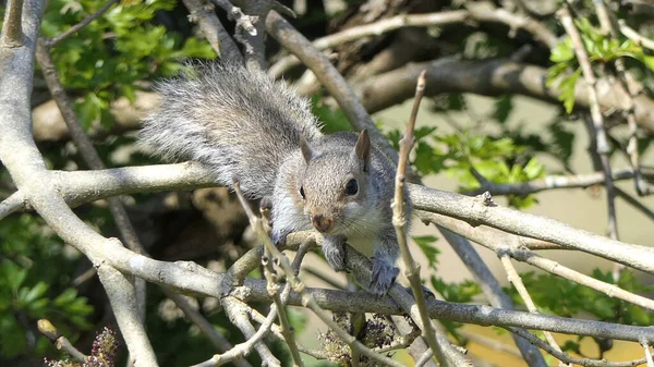 Écureuil Gris Recherche Nourriture Dans Arbre — Photo