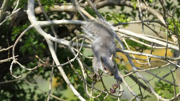 Esquilo Cinzento Procura Comida Árvore — Fotografia de Stock