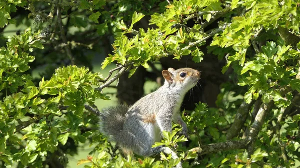 Esquilo Cinzento Procura Comida Árvore — Fotografia de Stock