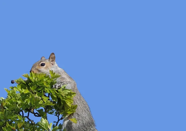 Grey Squirrel Searching Its Food — Stock Photo, Image
