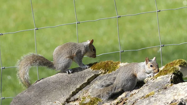 Ardilla Gris Buscando Comida Árbol — Foto de Stock