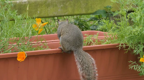 Esquilo Cinzento Procura Sua Comida — Fotografia de Stock