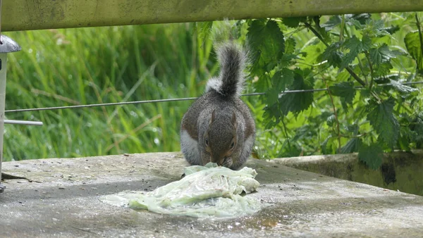 Esquilo Cinzento Procura Sua Comida — Fotografia de Stock
