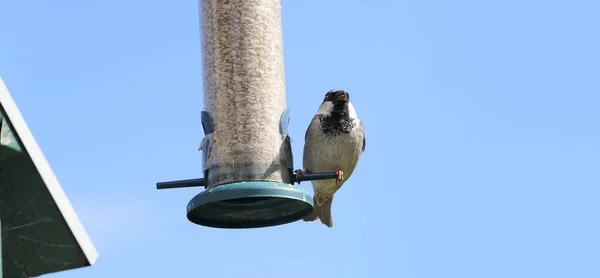 Casa Sparrow Alimentação Mesa Pássaro Com Fundo Azul Para Texto — Fotografia de Stock