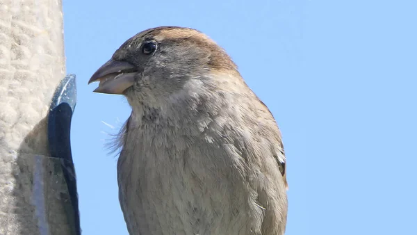 Serçe Metin Kopyalamak Için Mavi Arkaplan Ile Kuş Tablosundan Besleniyor — Stok fotoğraf