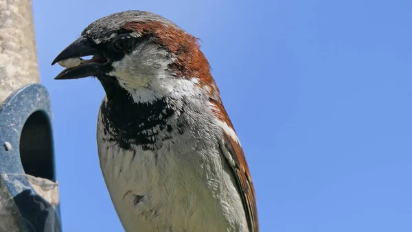 Serçe Metin Kopyalamak Için Mavi Arkaplan Ile Kuş Tablosundan Besleniyor — Stok fotoğraf