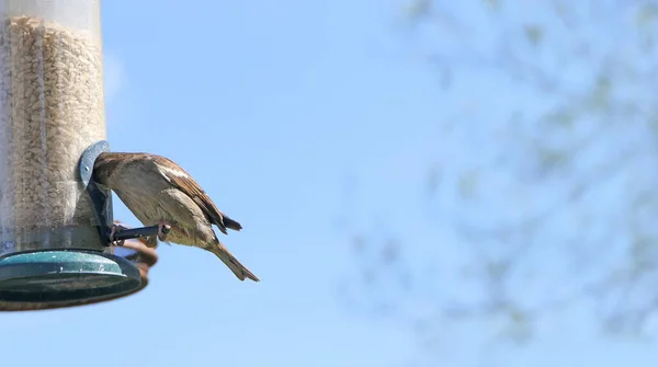 Casa Sparrow Alimentação Mesa Pássaro Com Fundo Azul Para Texto — Fotografia de Stock