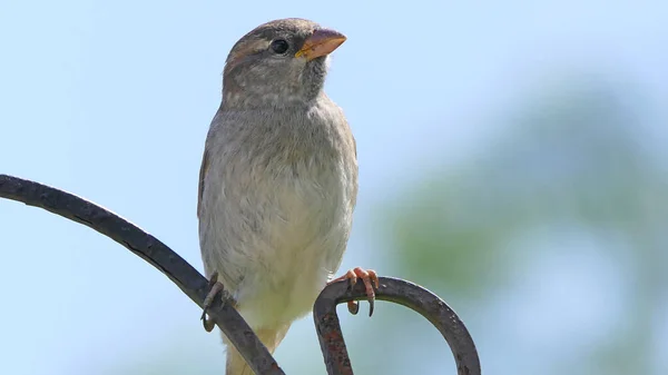 House Sparrow feeding from bird table with blue background for copy text