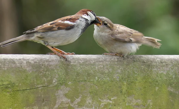 Casa Sparrow Alimentando Seus Filhotes — Fotografia de Stock