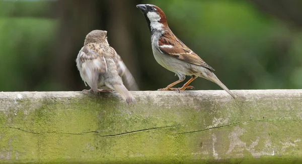 Casa Sparrow Alimentando Seus Filhotes — Fotografia de Stock