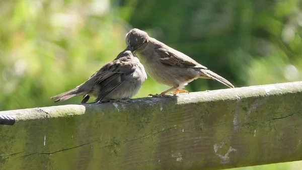 Casa Sparrow Alimentando Seus Filhotes — Fotografia de Stock